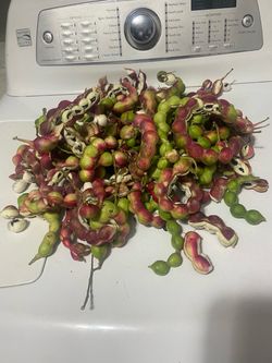 Guamuchiles