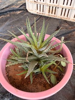 Haworthia Succulent in Pink Pot