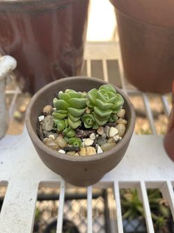 Crassula Dorothy Succulent Plant 