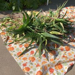 50 Aloe Plants $20