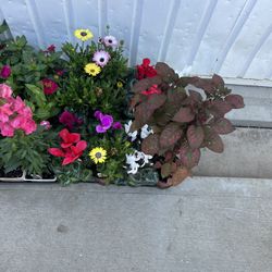 Plantas