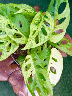 Plants (6”pot🌿Monstera Adansonii variegated, Swiss cheese Milky way🌿$50)