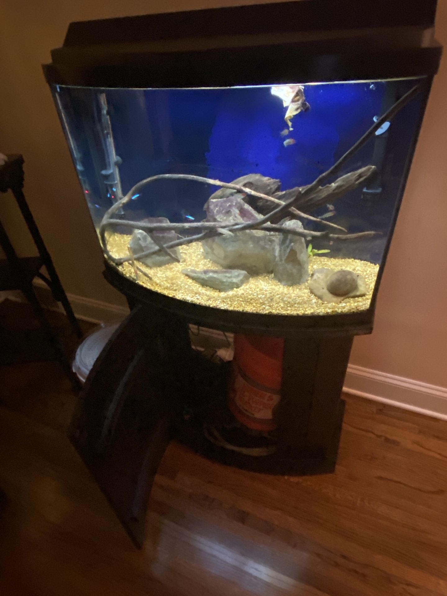 Bowfront Fish tank