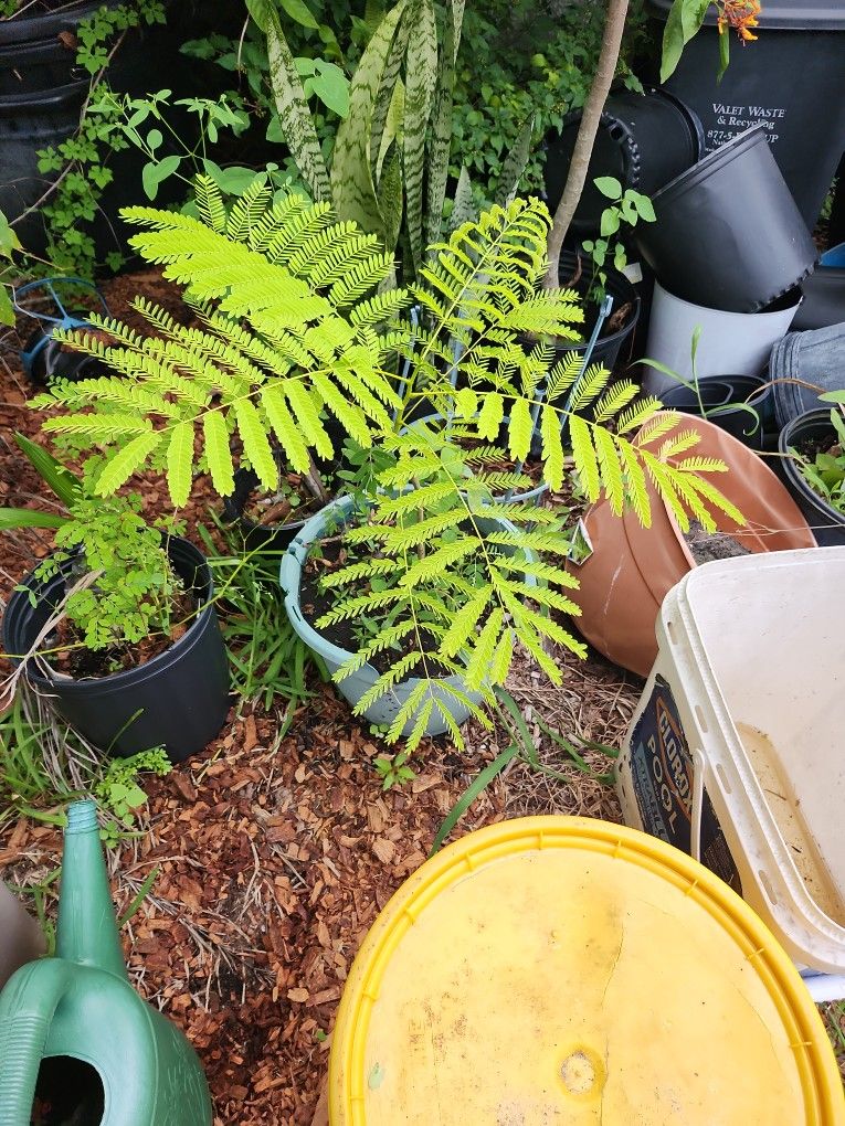 Small Fire Tree 2 Feet Tall