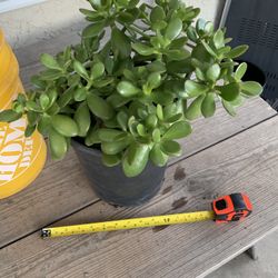 Jade (succulent)