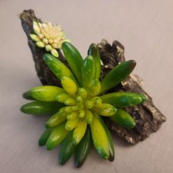 Top Fin Aloe With Wood