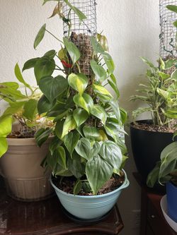 Philodendron Plant 