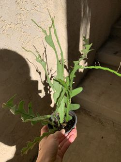 Zic zag , fish bone ( orchid cactus)