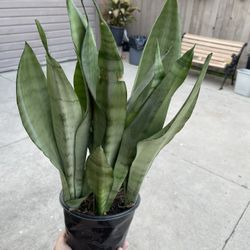 8” Sansiveria Moonshine