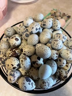 Fresh Quail Eggs