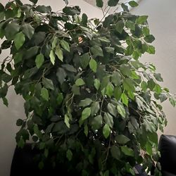 Artificial Tree And Plants