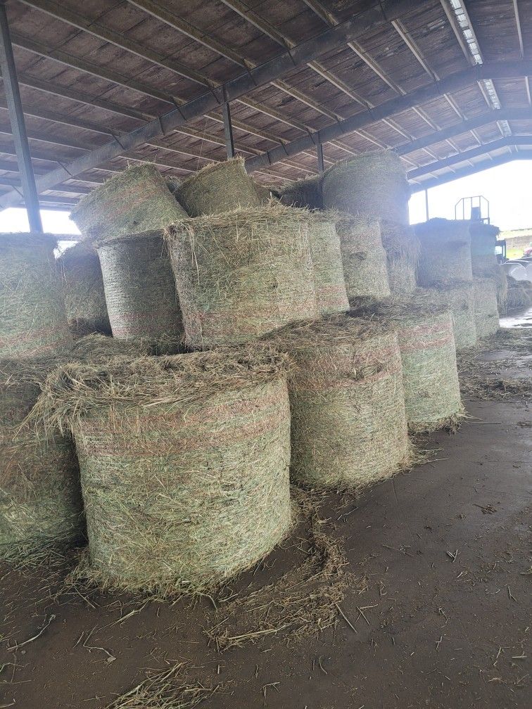 Grass hay 