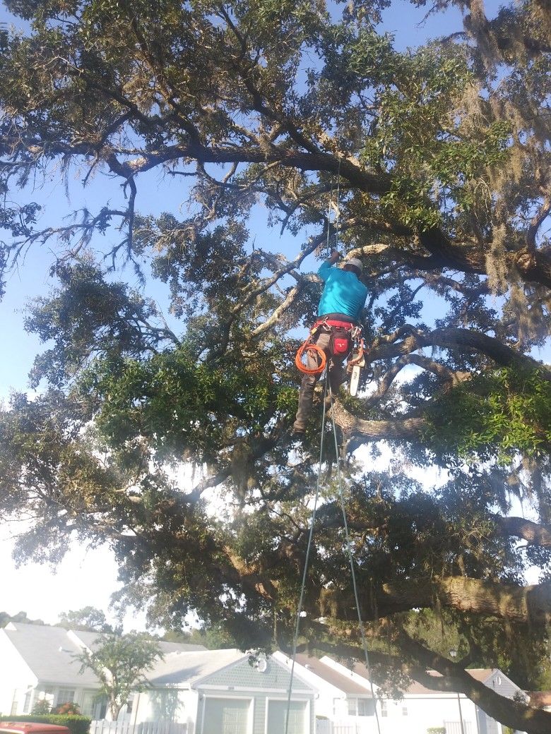 High Top Tree Trimming