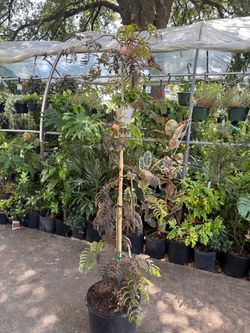 Chocolate Mimosa Tree