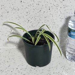 Spider Plant (Chlorophytum comosum). Easy Care. Or Trade In With Another Plant.