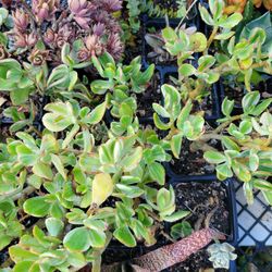 Varigated Jade Succulents