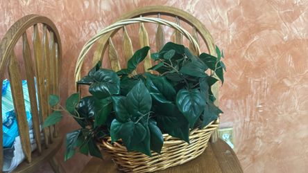 Cesta De Malangas $18.00