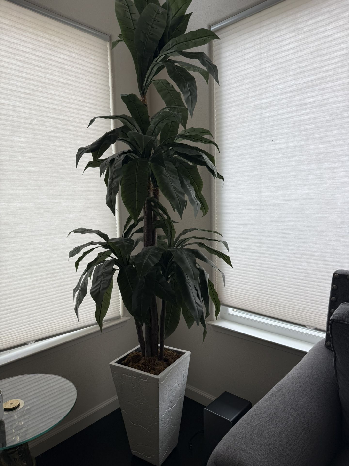 Plant
