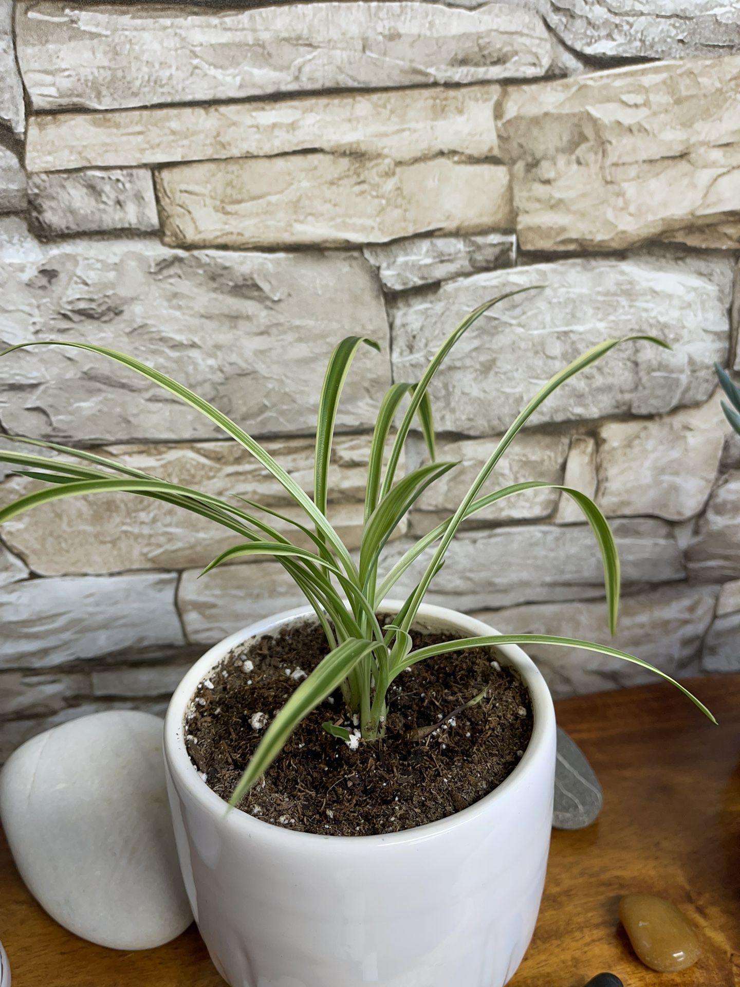 Spider Plant In Textured Ceramic Pot 4"H.