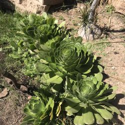 Green Giant Aeonium