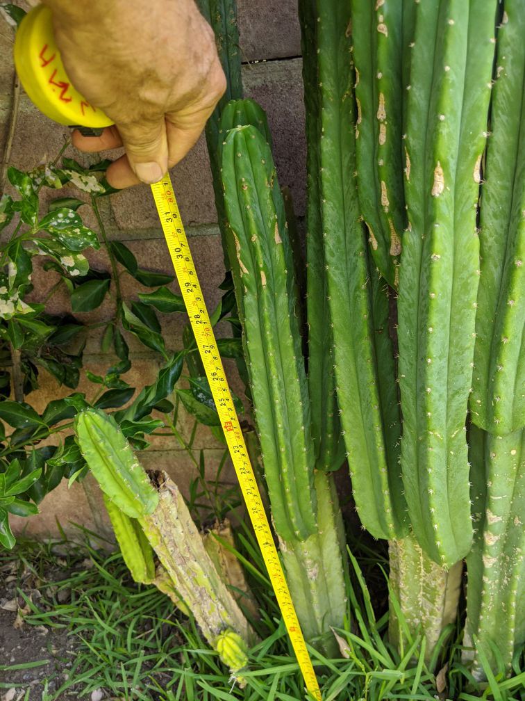 San pedro cactus 10 feet for 150.00