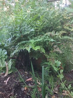 Large Potted Sword Fern
