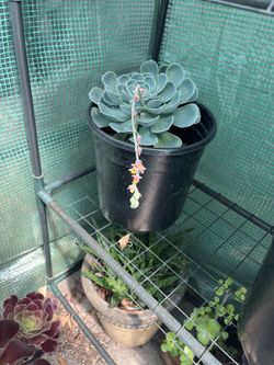 Blooming Echeveria Succulents – Rosette Form | Starting at $6