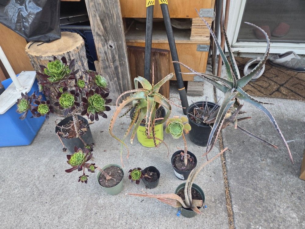Plants all for $20