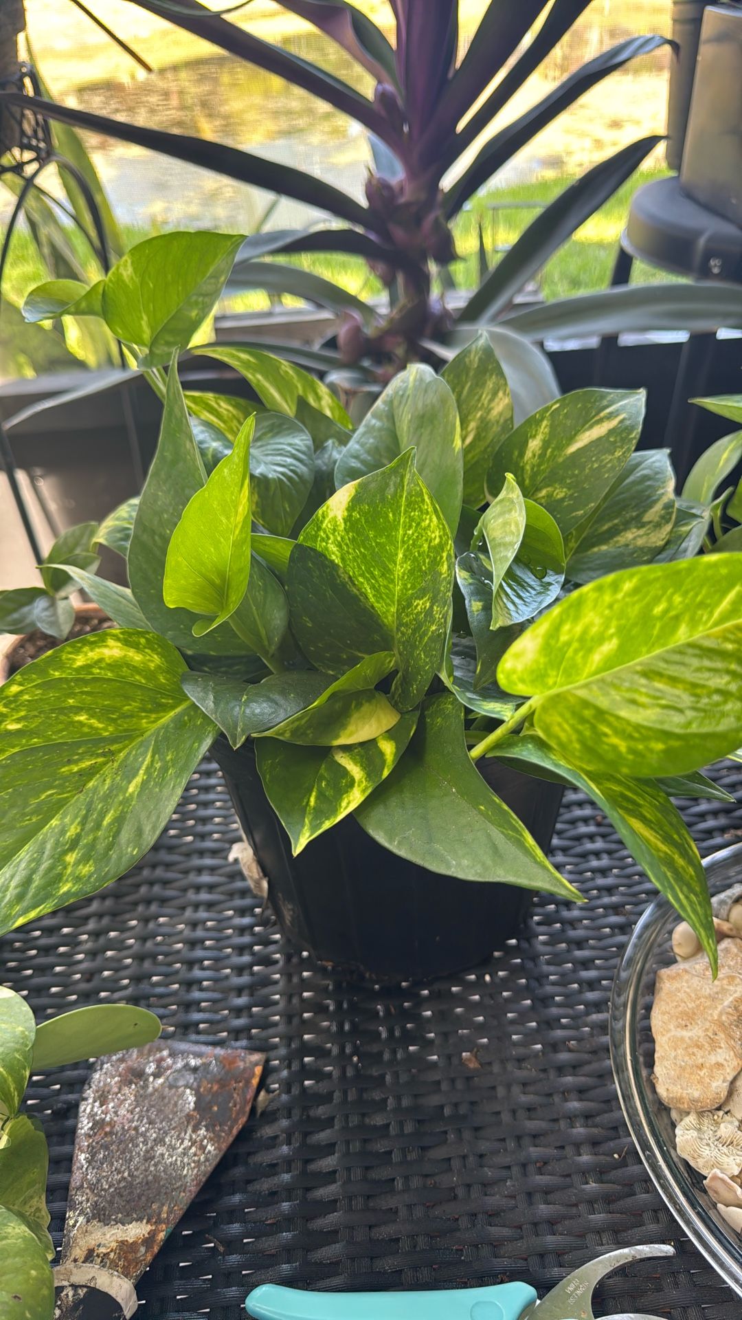 Golden Pothos Live Plant