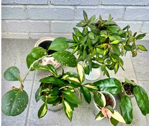 Hoya bundle
