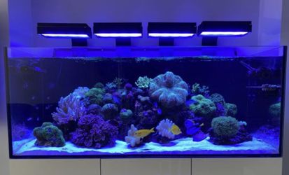 Fish Tank Lights