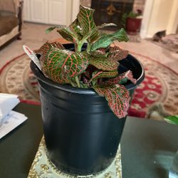 Beautiful Decor Plant