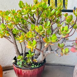 2  Large Mature Jade Plants Bonsai Tree With Nice Pots, 30-38” Tall , Lucky Tree Money Tree,fengshui Tree