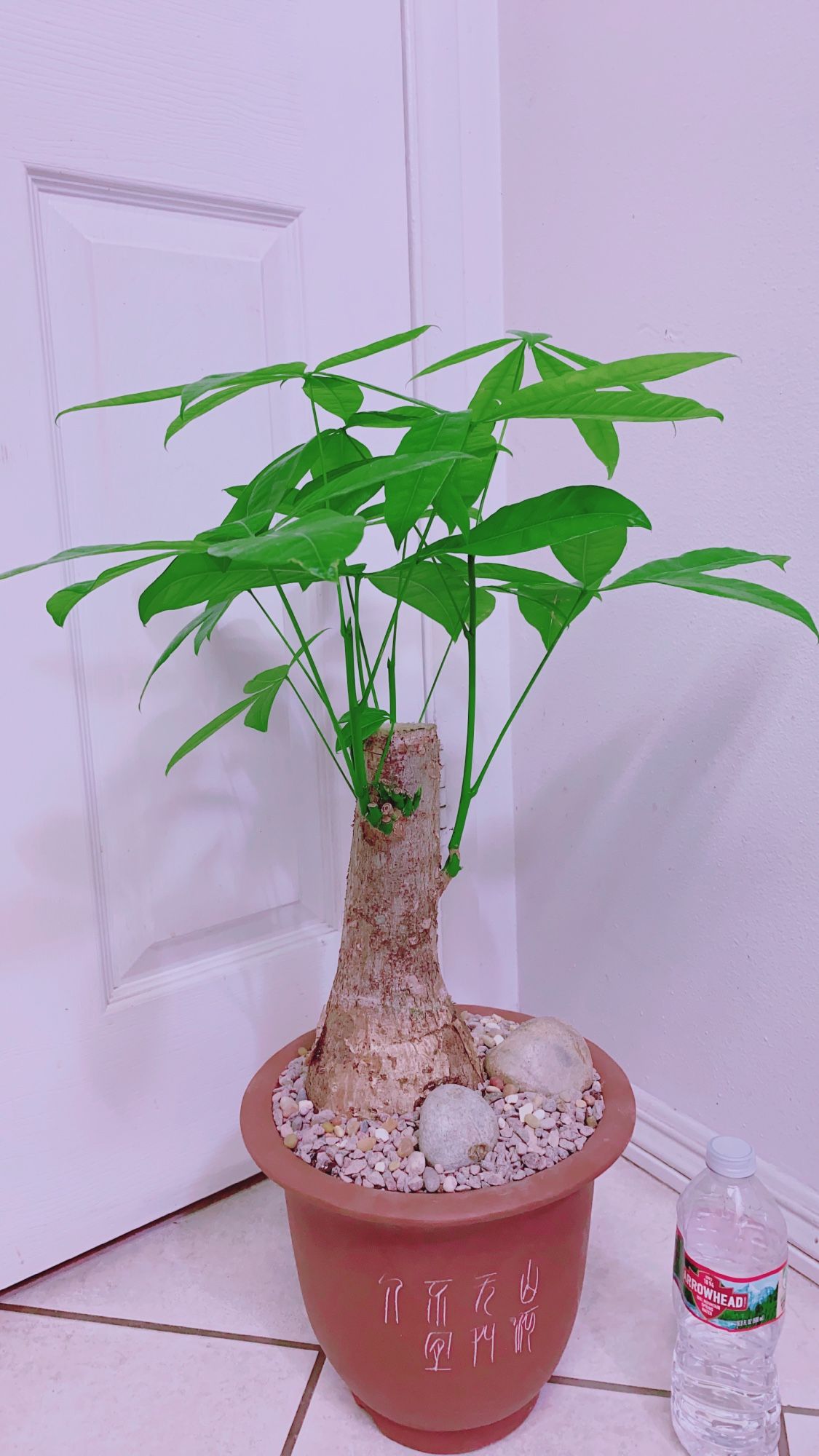 Money Tree Stump Pachira Aquatica In 10 Bonsai Ceramic Pot - laplaya.ma