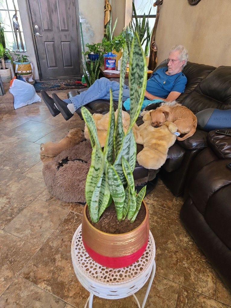 2ft Tall Sansevieria Snake Plant In Ceramic Pot