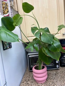 Plant 32"in tall