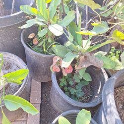 Corona De Cristo  A 10 Cada Una  