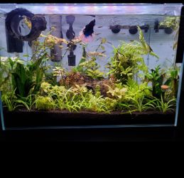 10 Gallon Lifeguard Aquatics Ultra Clear Glass Rimless 10 Gallon Aquarium Fish Tank