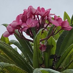 Plumeria Cutting - Big 🌺 - 20” Cutting