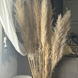 Pampas For Sale 