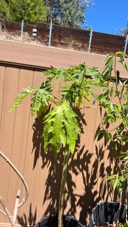 Papaya