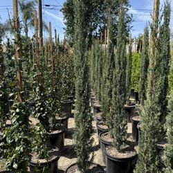 Italian Cypress