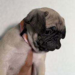 Dog Collars - Different Colors