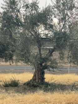 Árboles De Olivo Ornamentales