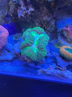 Reef tank decor neon green lobo coral
