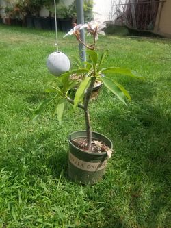 Plumeria