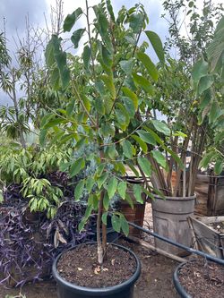 African Pride 2 atemoya tree 15gal