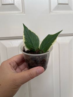 Hoya Albo Polyneura plant