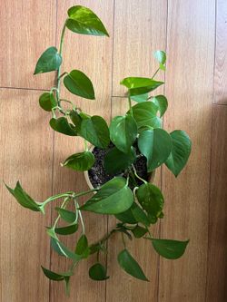 Pothos