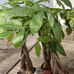 Money tree